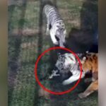 Stray kitten surrounded by 3 tigers gets rescued. Dubai princess shares videos
