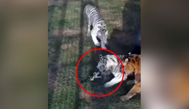 Stray kitten surrounded by 3 tigers gets rescued. Dubai princess shares videos